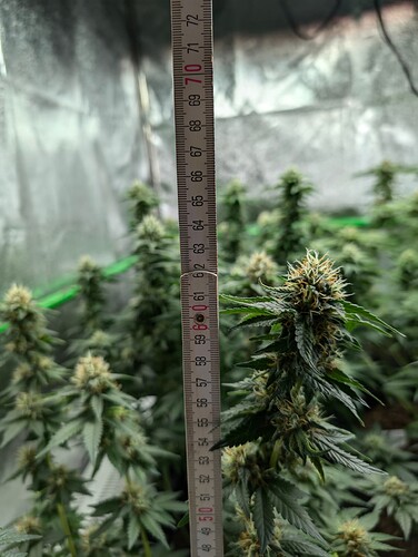 Growreport Bild 9