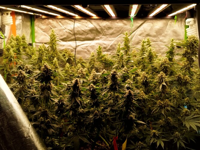 Viele blühende Cannabispflanzen in einem Growzelt unter LED-Beleuchtung.