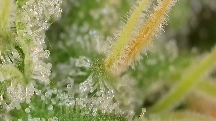 Growreport Bild 35