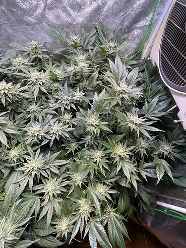 Growreport Bild 4