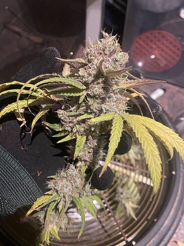 Growreport Bild 7
