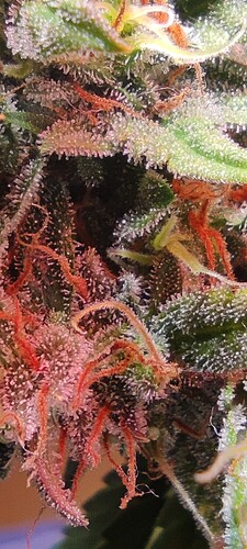 Growreport Bild 13