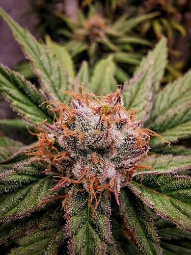 Growreport Bild 18