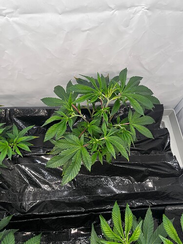 Growreport Bild 15