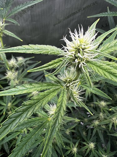 Growreport Bild 3