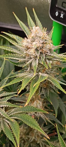 Growreport Bild 8