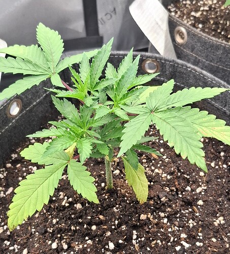 Growreport Bild 3