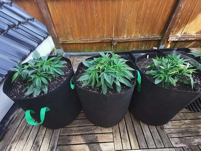 Growreport Bild 12