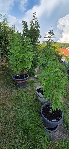 Growreport Bild 2