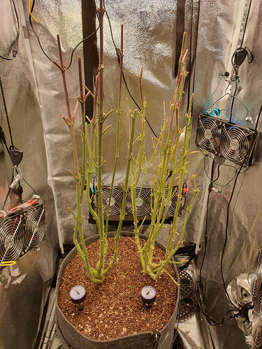 Growreport Bild 28