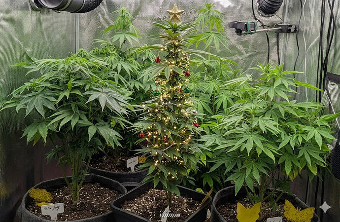 Growreport Bild 7