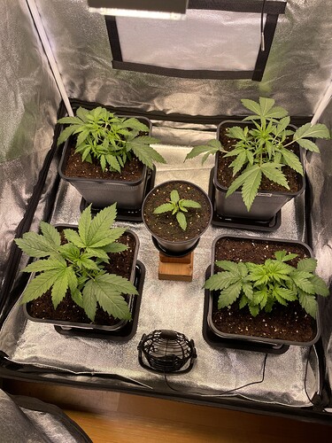 Growreport Bild 2