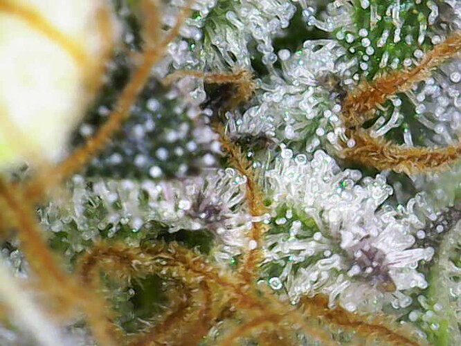 Growreport Bild 9