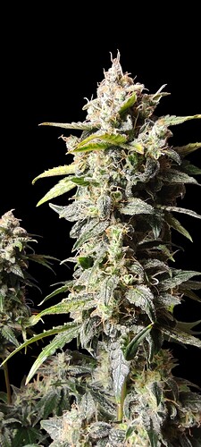 Growreport Bild 28