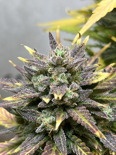 Growreport Bild 8