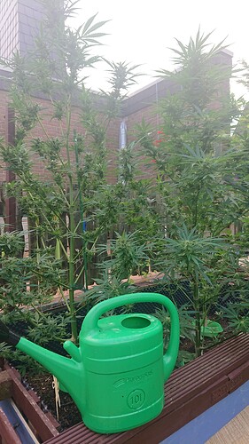 Growreport Bild 82