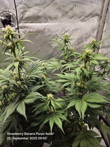 Growreport Bild 3