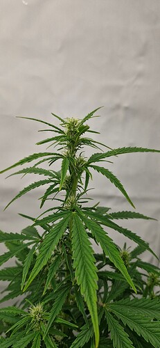 Growreport Bild 8