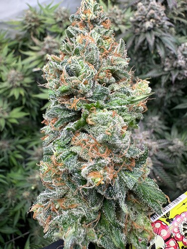 Growreport Bild 62