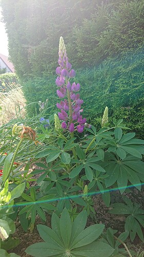 Growreport Bild 28