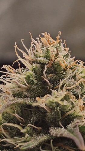 Growreport Bild 1
