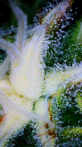 Growreport Bild 7