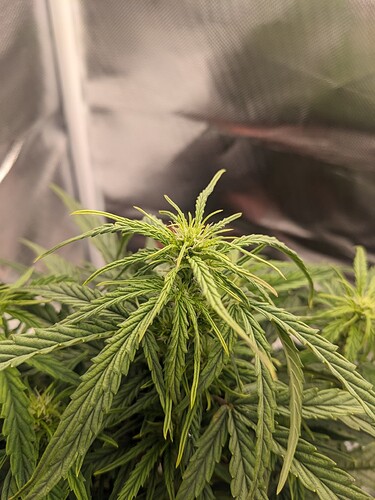 PXL_20240521_221429551.MP