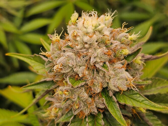 Growreport Bild 3