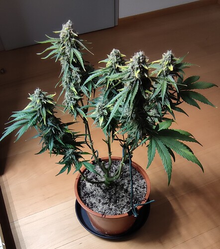 Growreport Bild 4