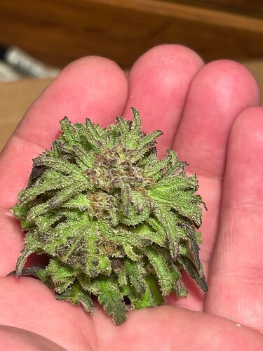 Growreport Bild 6