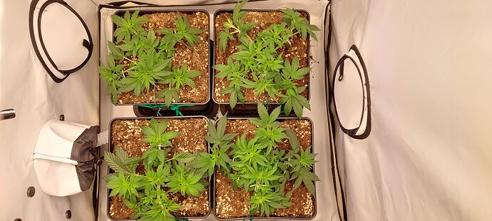 Growreport Bild 8