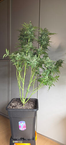 Growreport Bild 48