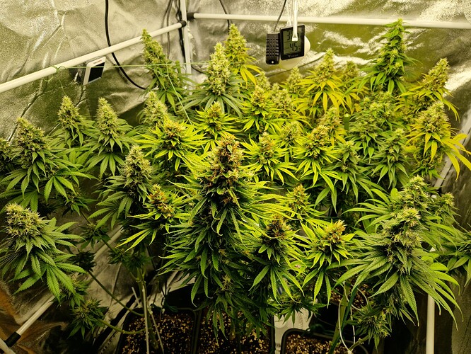 Growreport Bild 7