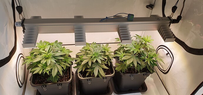 Growreport Bild 1