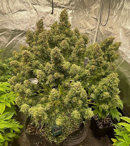 Growreport Bild 1