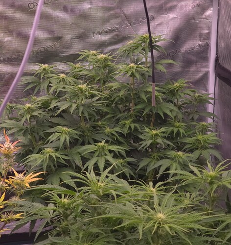 Growreport Bild 4