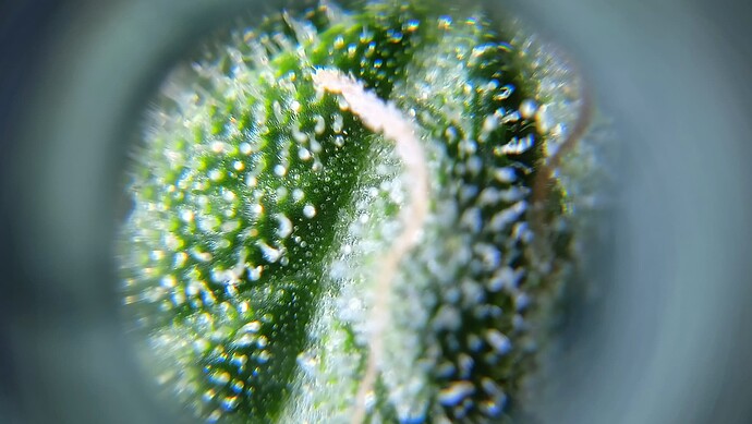 Growreport Bild 5