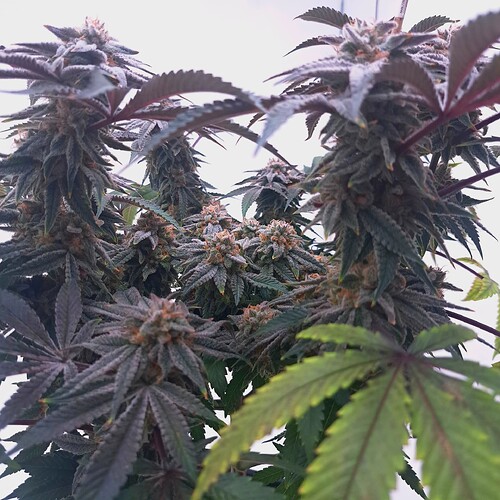 Growreport Bild 35