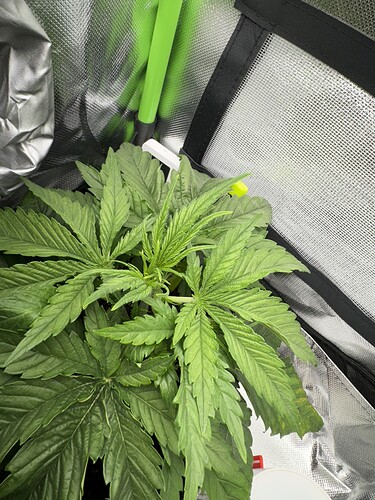Growreport Bild 2