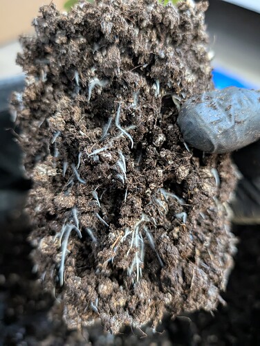 Growreport Bild 4