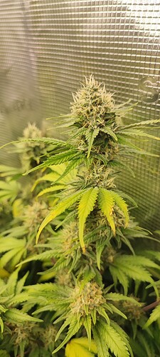 Growreport Bild 6