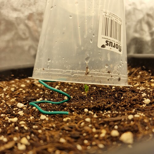 Growreport Bild 8