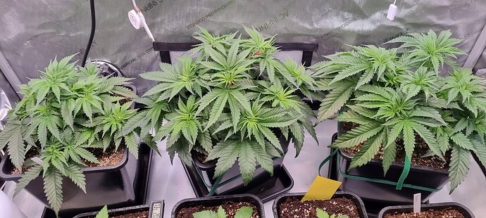 Growreport Bild 24