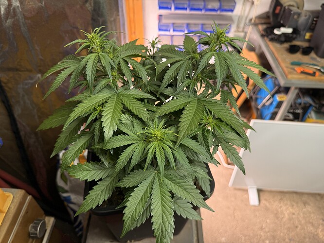 Growreport Bild 4