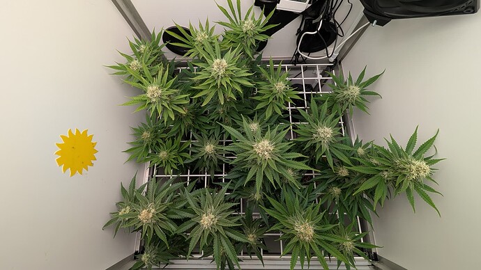 Growreport Bild 30