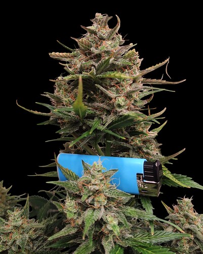 Growreport Bild 36