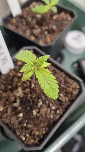 WhatsApp Image 2024-10-30 at 18.09.18