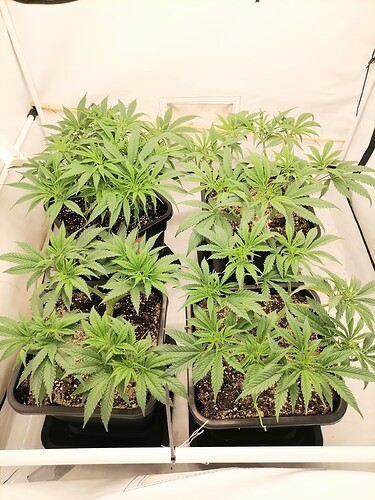 Growreport Bild 31