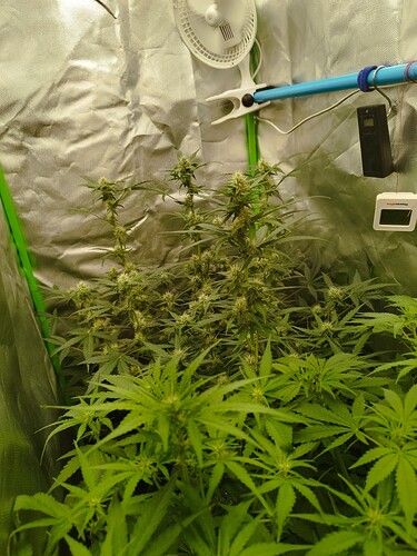 Mehrere Cannabis-Pflanzen in der Blütephase in einem Growzelt, mit einem Ventilator und einem Hygrometer an der Wand.