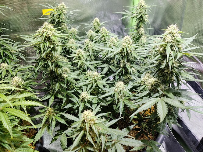Growreport Bild 11